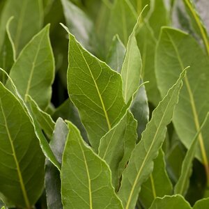 Laurus nobilis BAY standard 50/60 cm head