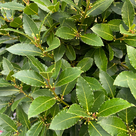 Laurus nobilis Bay Tree Mini Standard