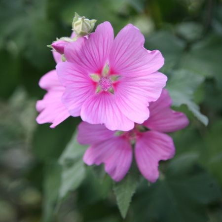 Lavatera x clementii Rosea