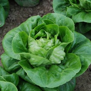 Lettuce Maureen (Little Gem Type) Organic Seeds