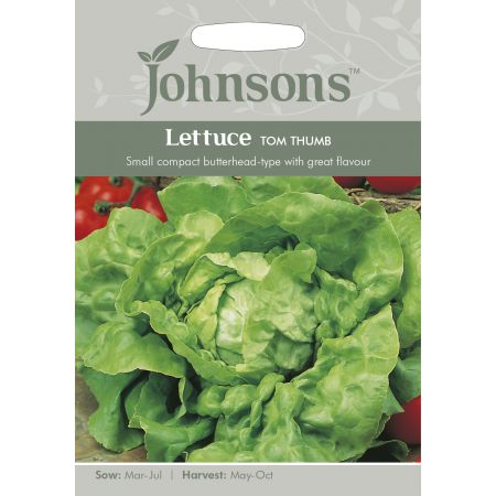 LETTUCE Tom Thumb Seeds - image 1