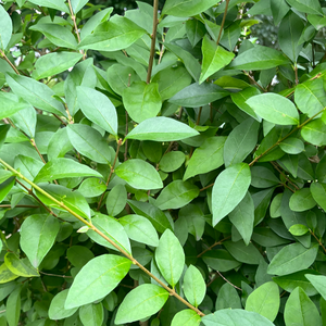 Ligustrum ovalifolium Privet