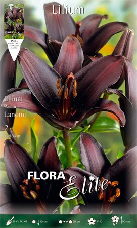 Lilium Landini