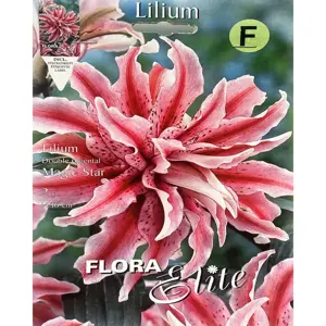 Lilium Oriental Magic Star