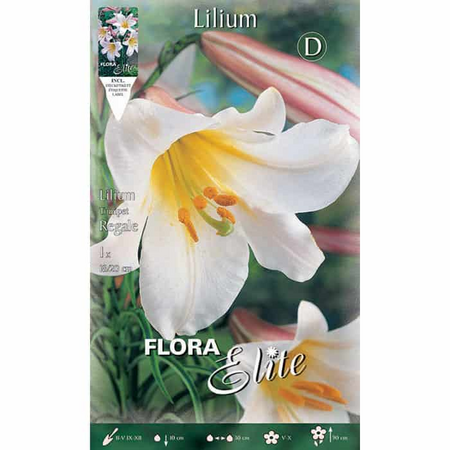 Lilium Trumpet Regale