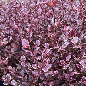 Lophomyrtus 'Magic Dragon'