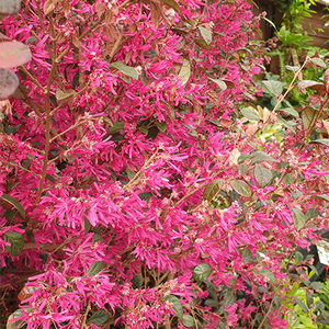 Loropetalum ‘Fire Dance’ (Chinese Witch Hazel)