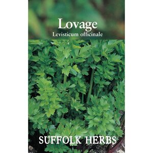 Lovage seeds