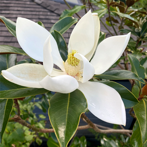 Magnolia grandiflora - image 1