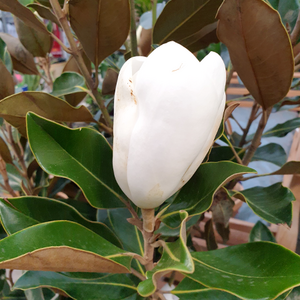 Magnolia grandiflora - image 2