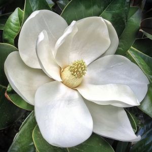 Magnolia grandiflora Gallisoniensis