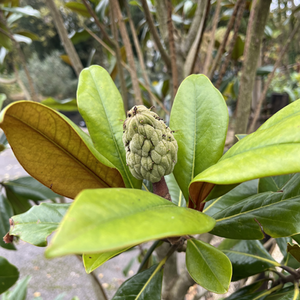 Magnolia grandiflora Gallisoniensis - image 1