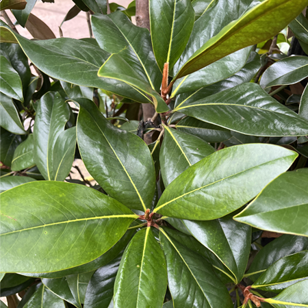 Magnolia grandiflora Gallisoniensis - image 2