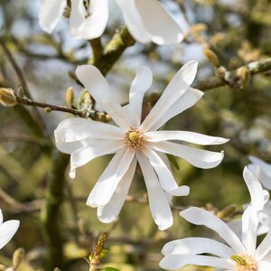 Magnolia stellata Half standard
