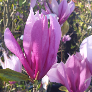 Magnolia x soulangeana Susan