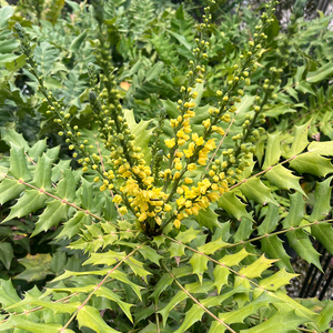 Mahonia x media Winter Sun