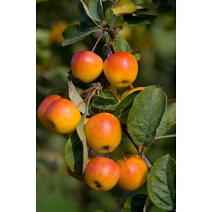 Malus Butterball Crab Apple