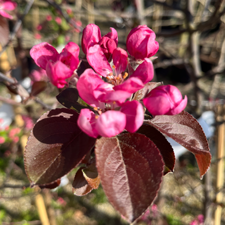 Malus Neville Copeman Crab Apple