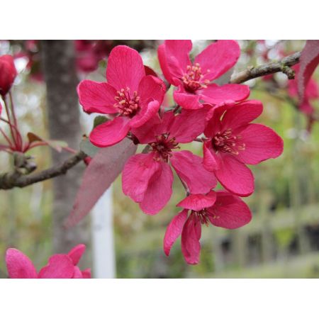 Malus Profusion Improved Crab Apple