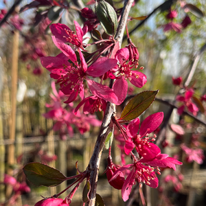 Malus Royal Beauty Weeping Crab Apple - image 1