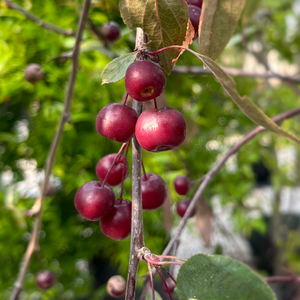 Malus Royal Beauty Weeping Crab Apple - image 2