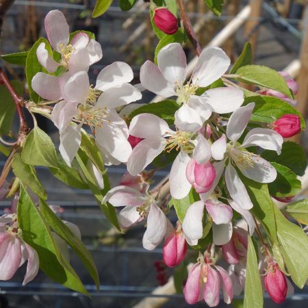 Malus Sun Rival Weeping Crab Apple