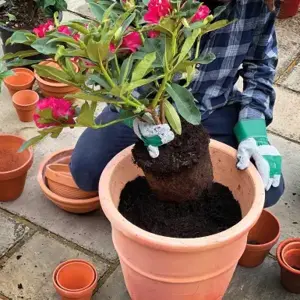 Miracle-Gro Azalea, Camellia & Rhododendron Compost 40L - image 2