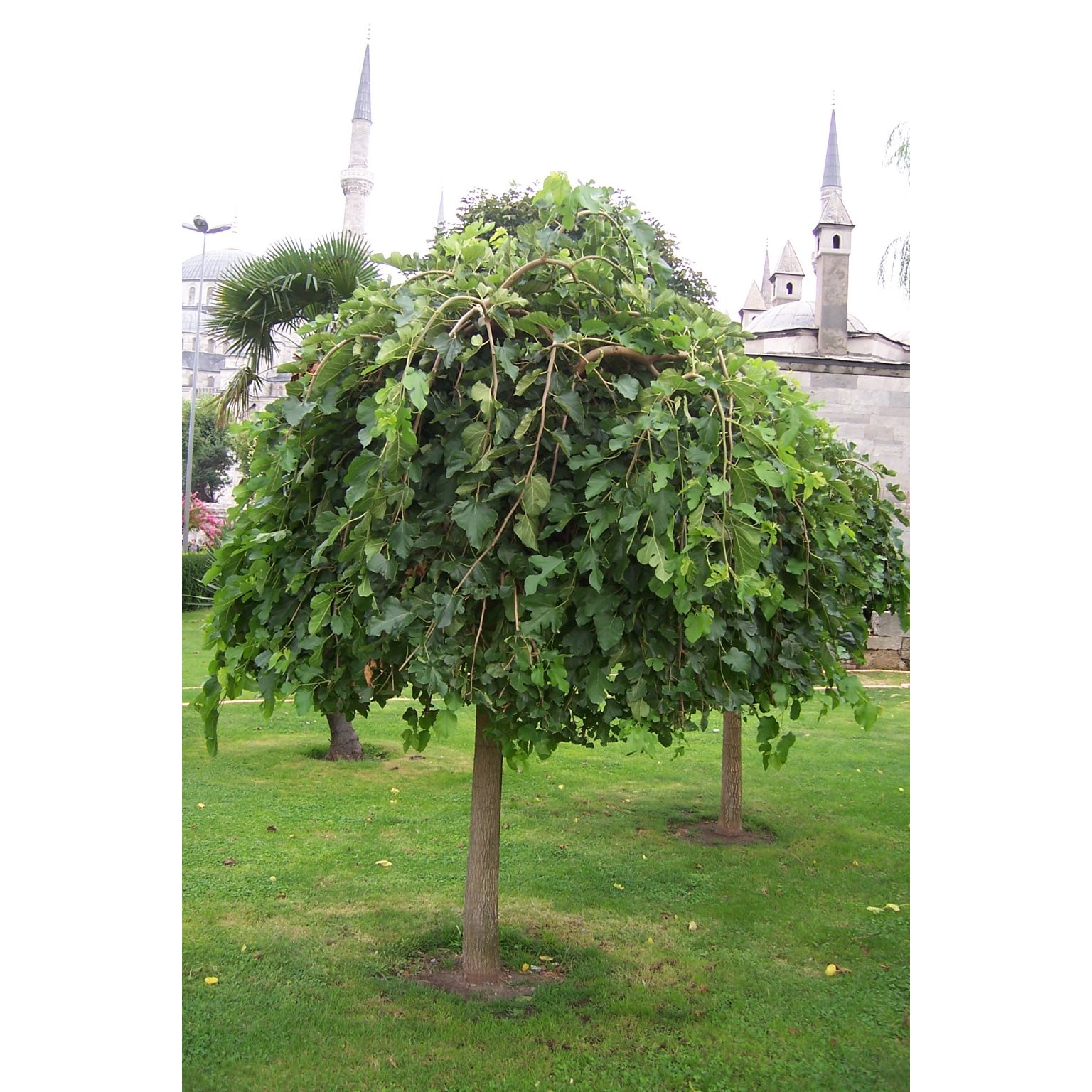 Morus alba pendula - Weeping White Mulberry - Goldcliff Garden Centre