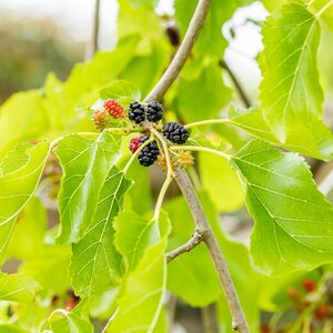 Morus alba pendula - Weeping White Mulberry