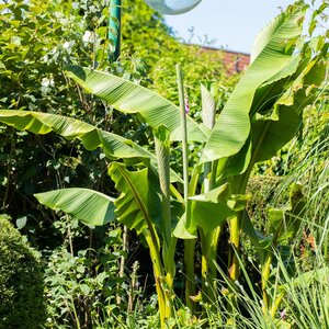 Musa basjoo Hardy Banana 10 Litre pot