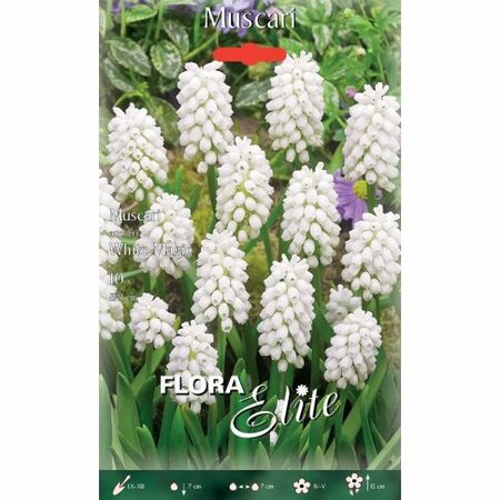 Muscari White Magic