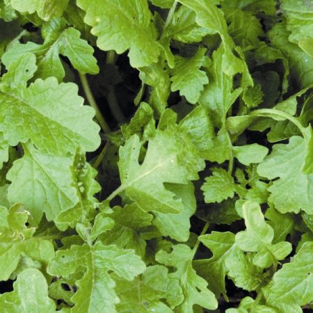 Mustard Green Manure Seeds