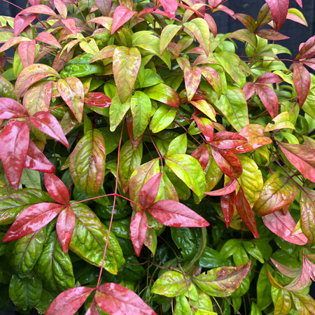 Nandina domestica Firepower