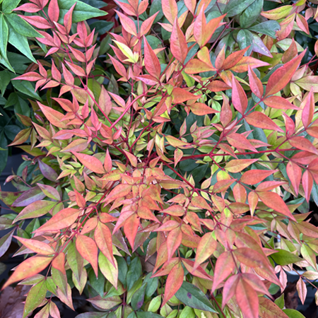 Nandina domestica Gulf Stream