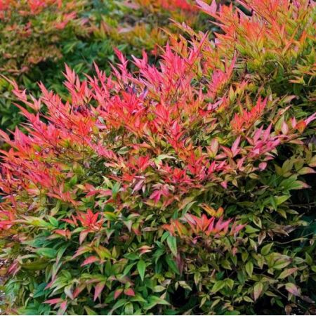 Nandina domestica Gulf Stream Rubra - Goldcliff Garden Centre