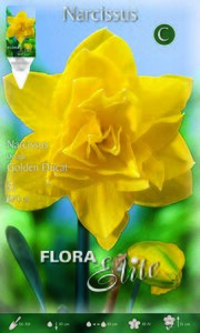 Narcissi Golden Ducat