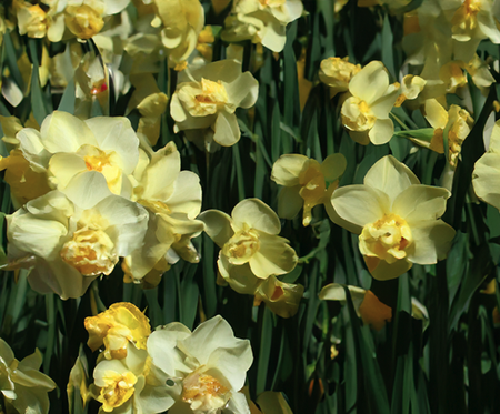 Narcissus Daffodil Primrose Beauty 40 bulbs per net