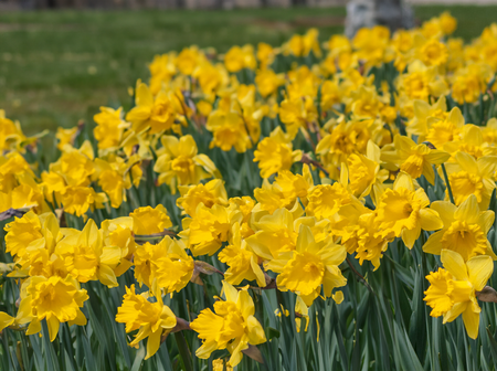 Narcissus Dutch Master 35 bulbs per net