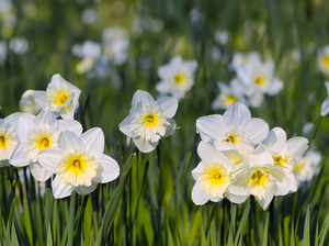 Narcissus Ice Follies 35 bulbs per net