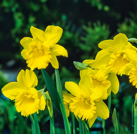 Narcissus King Alfred 40 bulbs per net