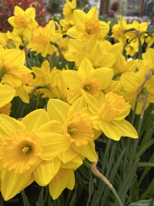 Narcissus Miniature Tete a Tete 40 bulbs per net