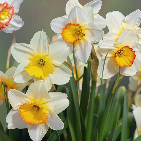 Narcissus Mixed