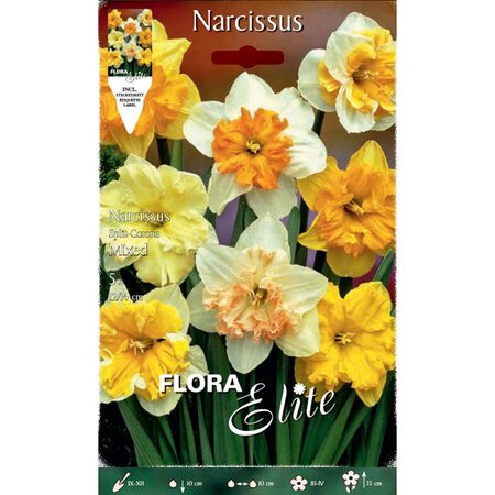 Narcissus Split-Corona Mixed