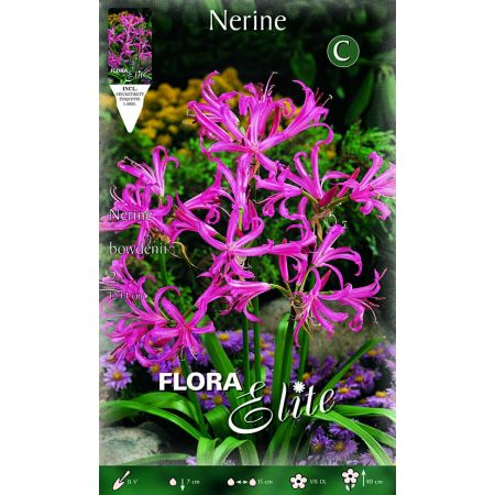 Nerine bowdenii