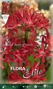 Nerine Sarniensis Pearls of cherry