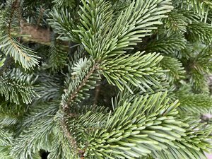 Nordmann Fir Cut Christmas Tree - Low drop 3-4" (100-125cm) - image 1