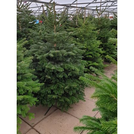 Nordmann Fir Cut Christmas Tree - Low drop 3-4" (100-125cm) - image 2