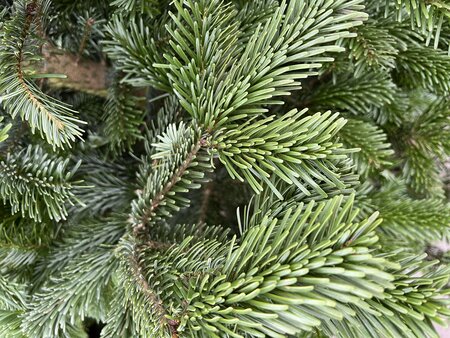 Nordmann Fir Cut Christmas Tree - Low drop 6-7" (180-210cm)