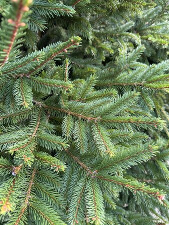 Norway Spruce Cut Christmas Tree 7ft (210cm) Locally Grown