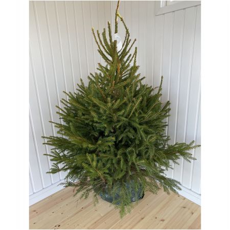 Norway Spruce Potted Christmas Tree 4-5" (125/150cm) - image 1